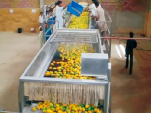 芒果加工生产线