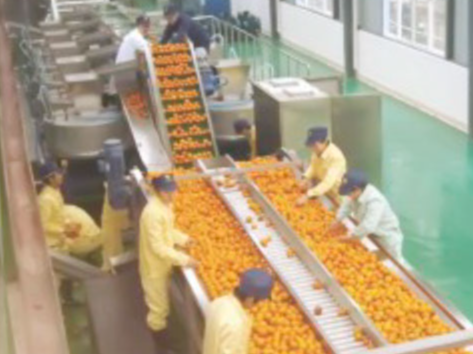 柑橘类水果加工生产线